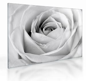 Obraz na szkle - Detal kwiatu róży (70x50 cm)