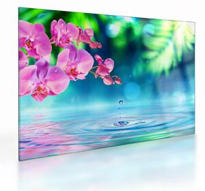 Obraz na szkle - Orchidea (70x50 cm)