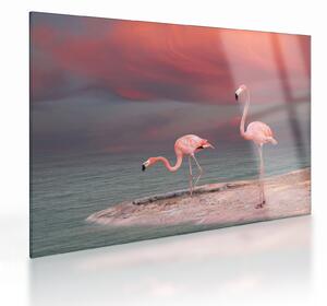 Obraz na szkle flamingów (70x50 cm)