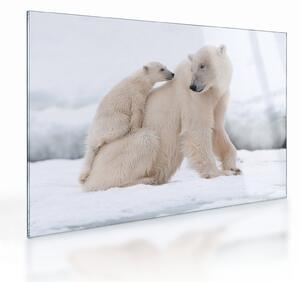 Obraz na szkle - Niedźwiedzie polarne (70x50 cm)