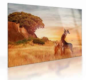 Obraz na szkle - Żyrafy w Afryce (70x50 cm)