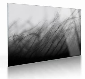 Obraz na szkle - Trawa na wietrze (70x50 cm)