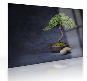 Obraz na szkle - Bonsai (70x50 cm)