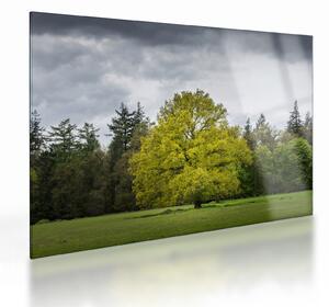 Obraz na szkle zielonego drzewa na środku pola (70x50 cm)