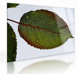Obraz na szkle - Liść róży (70x50 cm)