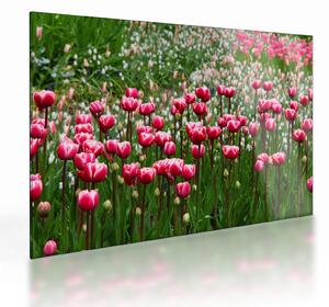 Obraz na szkle tulipanów (70x50 cm)