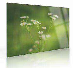 Obraz na szkle stokrotek (70x50 cm)