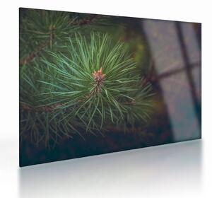 Obraz na szkle - Detal sosny (70x50 cm)