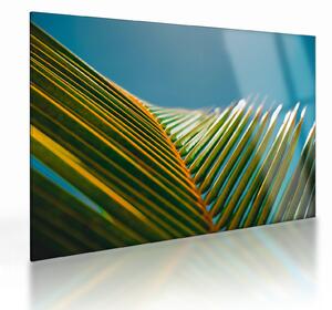 Obraz na szkle - Detal liścia palmowego (70x50 cm)