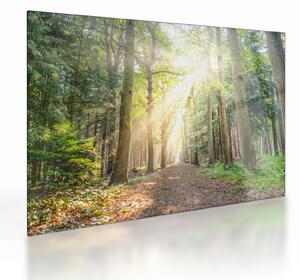 Obraz na szkle ścieżki w lesie (70x50 cm)