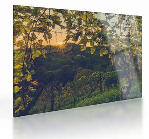 Obraz na szkle - Winnica (70x50 cm)