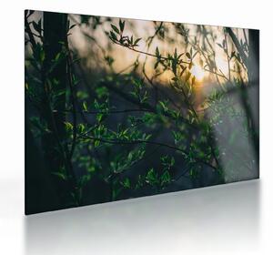 Obraz na szkle słońca przeświecającego przez gałęzie drzew (70x50 cm)