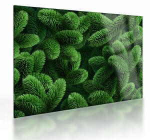 Obraz na szkle - Gałązki drzew iglastych (70x50 cm)