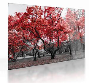 Obraz na szkle - Czerwone drzewa, Central Park, New York (70x50 cm)