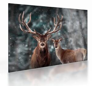 Obraz na szkle - Jeleń i łania w zaśnieżonym lesie (70x50 cm)