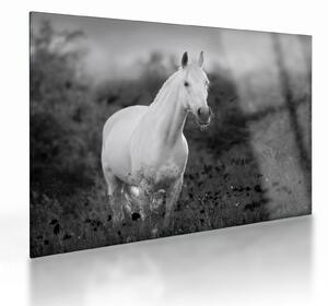 Obraz na szkle białego konia na łące, czarno - biały (70x50 cm)