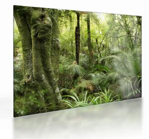 Obraz na szkle tropikalnego lasu deszczowego (70x50 cm)