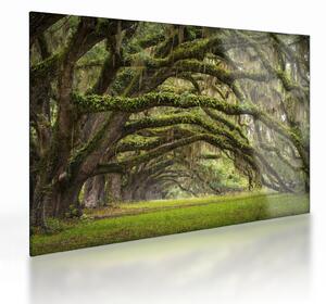 Obraz na szkle - Oaks Avenue, Charleston, Karolina Południowa, USA (70x50 cm)