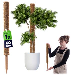 Tyczka do roślin kokosowa Cande 60 cm podpora doniczkowa 1 szt