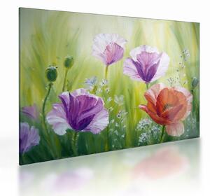 Obraz na szkle - Maki (70x50 cm)