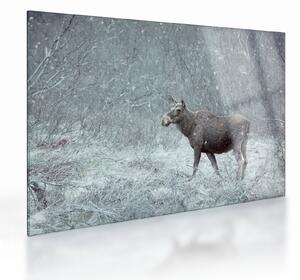 Obraz na szkle - Łoś w śnieżnym lesie (70x50 cm)