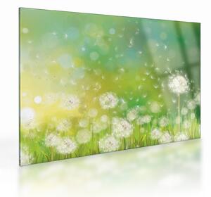 Obraz na szkle - Kwitnące mlecze (70x50 cm)