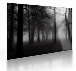 Obraz na szkle - Las we mgle (70x50 cm)