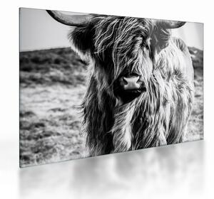 Obraz na szkle - Highland - szkocka krowa (70x50 cm)