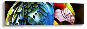 Obraz - Papuga (170x50 cm)