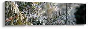 Obraz - Detal gałęzi (170x50 cm)