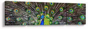 Obraz - Paw (170x50 cm)