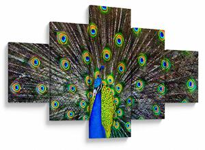 Obraz - Paw (125x70 cm)