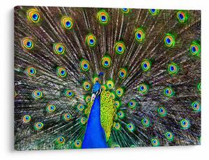 Obraz - Paw (70x50 cm)