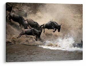 Obraz - Stado antylop gnu (70x50 cm)