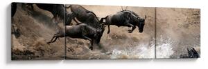 Obraz - Stado antylop gnu (170x50 cm)