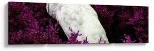Obraz - Biały paw (170x50 cm)