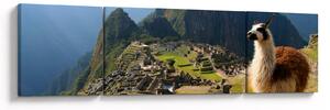 Obraz - Lama i Machu Picchu (170x50 cm)
