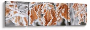 Obraz - Zamarznięte liście (170x50 cm)