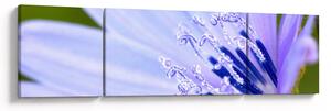 Obraz - Kwiat (170x50 cm)