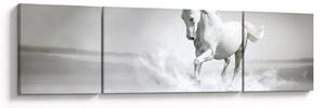 Obraz - Biały koń (170x50 cm)