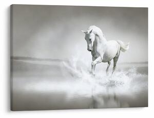 Obraz - Biały koń (70x50 cm)