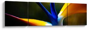 Obraz - Egzotyczny kwiat (170x50 cm)