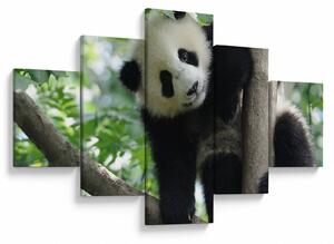 Obraz - Panda na drzewie (125x70 cm)