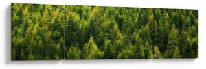 Obraz - Gęsty las (170x50 cm)
