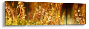 Obraz - Szczegół rosy (170x50 cm)