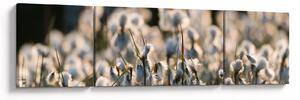 Obraz - Biała wełnianka (170x50 cm)