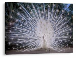 Obraz - Biały paw (70x50 cm)