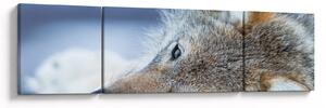 Obraz - Wilk (170x50 cm)