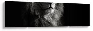 Obraz - Lew (170x50 cm)