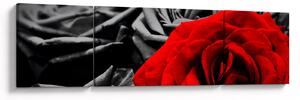 Obraz - Róże (170x50 cm)